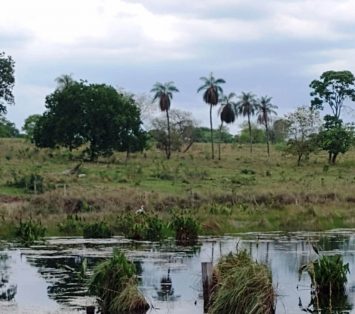 COINTA participa de atividade de Educação Ambiental no município de Alcinópolis